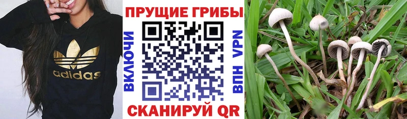 mega   Ярославль  Галлюциногенные грибы MAGIC MUSHROOMS 